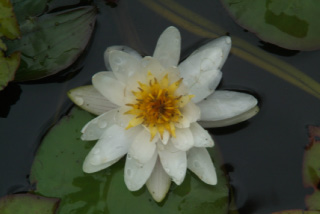 Nymphaea 'Marliacea Albida' Waterlelie bestellen